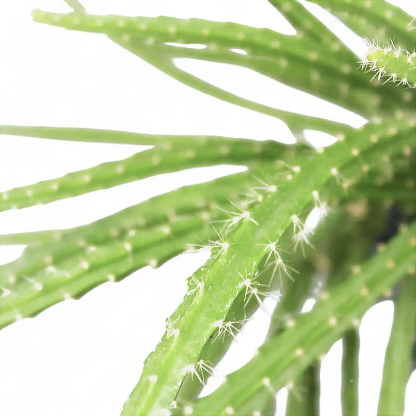 Aporocactus 'Melanie' leaf close-up on white background.