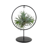 Tillandsia ionantha – With Plant Display Stand leaf close-up on white background.