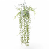 Hoya linearis potted houseplant in nursery pot on white background, product photo 6.