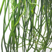 Selenicereus wercklei leaf close-up on white background.