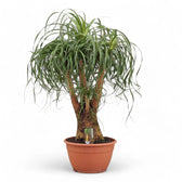 Beaucarnea recurvata – Zimmerpflanze im Kulturtopf auf weißem Hintergrund, Produktfoto 12.