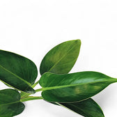 Nahaufnahme eines Blatts von Philodendron 'Green princess' vor weißem Hintergrund.