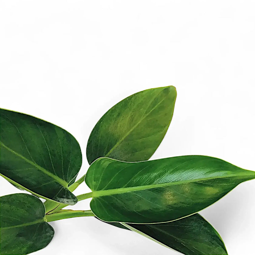 Nahaufnahme eines Blatts von Philodendron 'Green princess' vor weißem Hintergrund.