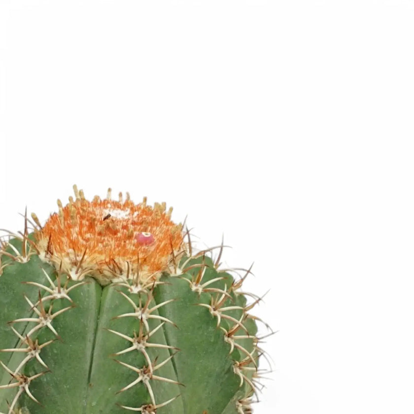 Melocactus matanzanus leaf close-up on white background.