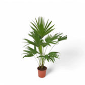 Saribus rotundifolius potted houseplant in nursery pot on white background, product photo 4.
