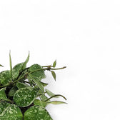 Nahaufnahme eines Blatts von Hoya krohniana 'Splash' vor weißem Hintergrund.