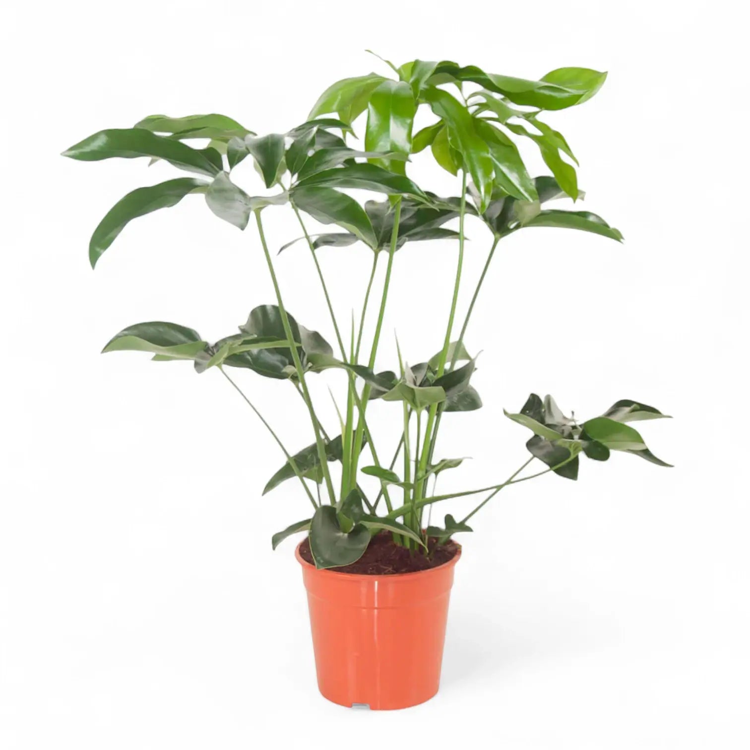 Thaumatophyllum spruceanum 'Green Wonder' ('Fun Bun') – Zimmerpflanze im Kulturtopf auf weißem Hintergrund, Produktfoto 6.