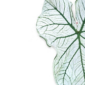 Nahaufnahme eines Blatts von Caladium 'White Christmas' vor weißem Hintergrund.