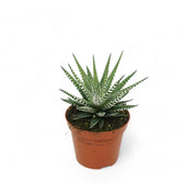 Haworthiopsis fasciata 'Big Band' potted houseplant in nursery pot on white background, product photo 4.