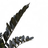 Zamioculcas zamiifolia 'Raven' leaf close-up on white background.