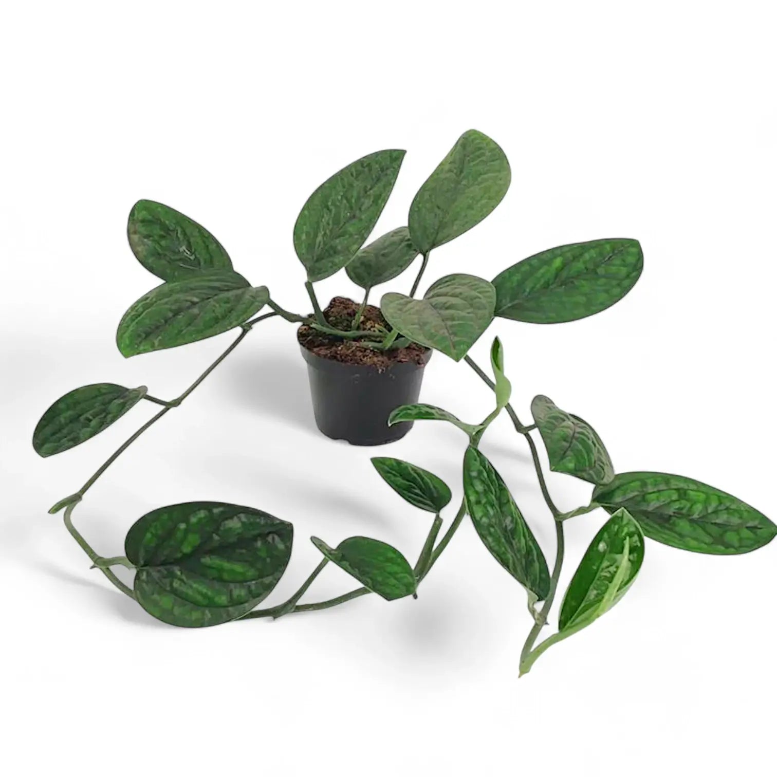 Monstera sp. Peru ('Karstenianum') – Zimmerpflanze im Kulturtopf auf weißem Hintergrund, Produktfoto 6.