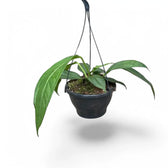 Anthurium 'Big Bill' (A. pendulifolium x cubense) – Topfpflanze im Kulturtopf vor weißem Hintergrund, Produktfoto 4.