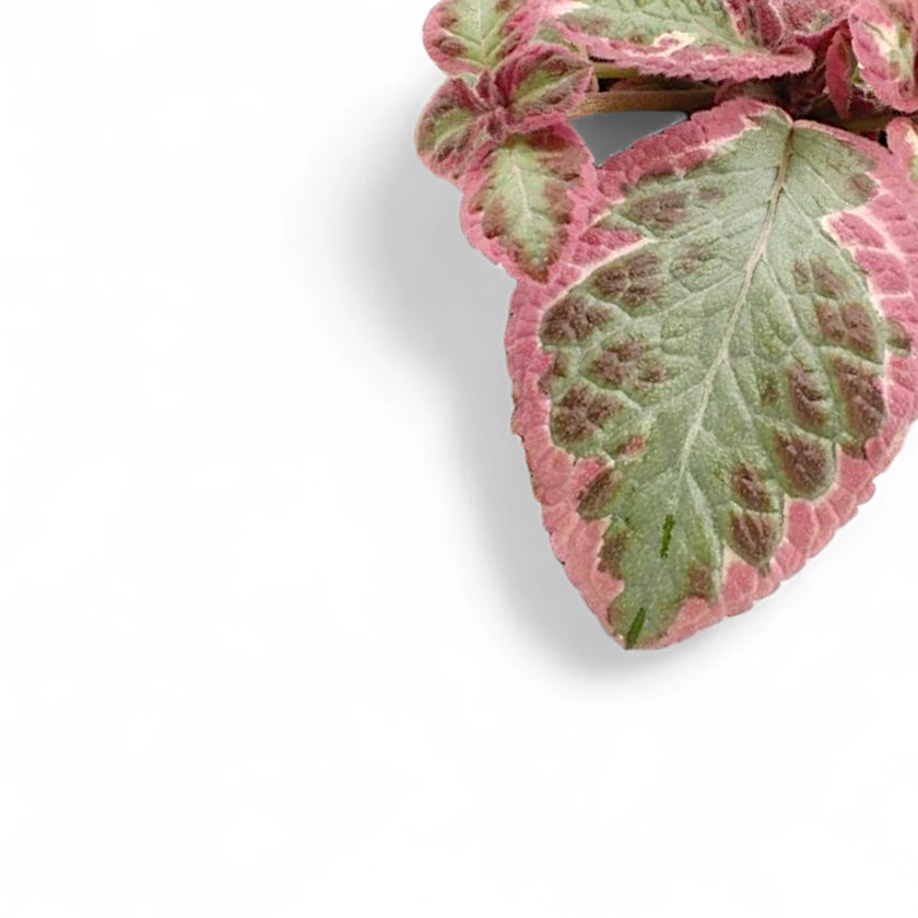 Episcia cupreata 'Pink Brocade' leaf close-up on white background.