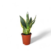 Dracaena (Sansevieria) trifasciata 'Superba' potted houseplant in nursery pot on white background, product photo 3.