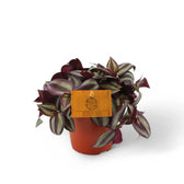 Tradescantia zebrina ‘Violet Hill’ aka 'Pink Joy' potted houseplant in nursery pot on white background, product photo 4.