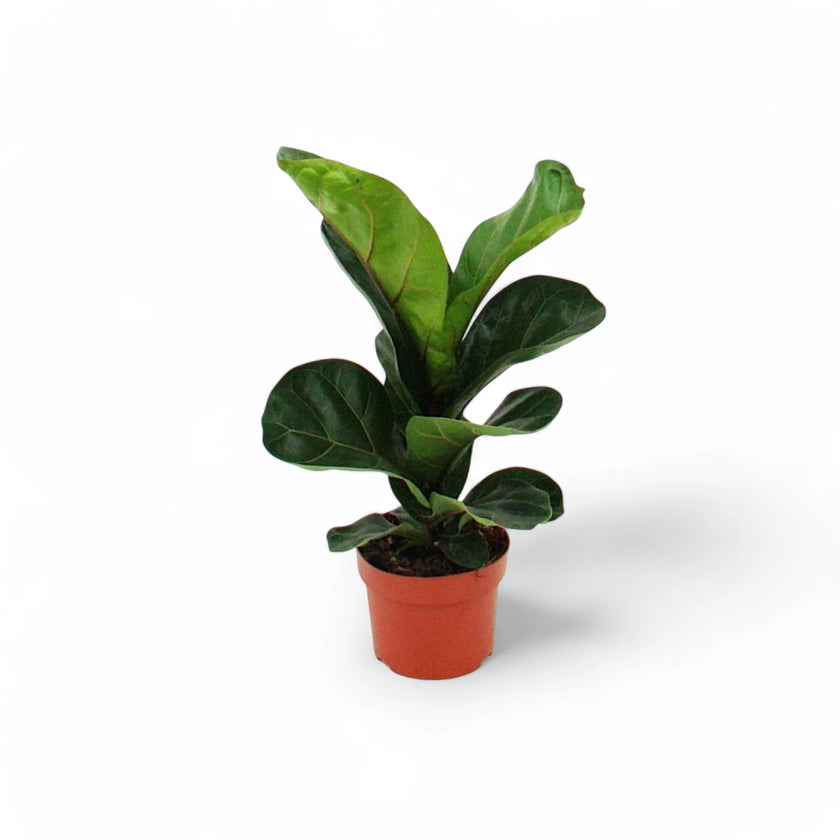 Ficus lyrata potted houseplant in nursery pot on white background, product photo 6.