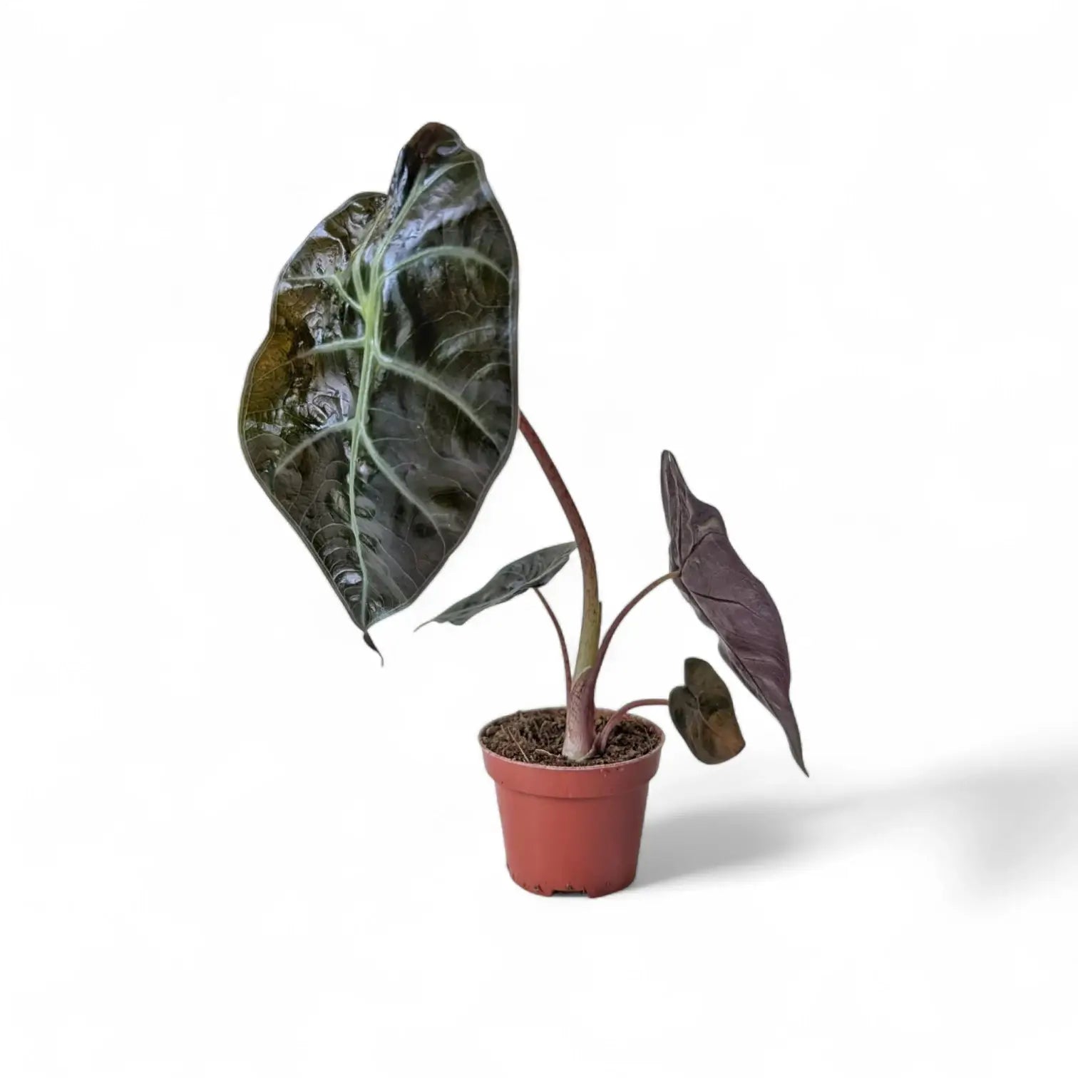Alocasia suhirmaniana potted houseplant in nursery pot on white background, product photo 6.
