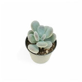Pachyphytum bracteosum potted houseplant in nursery pot on white background, product photo 2.