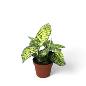 Dieffenbachia seguine 'Reflector' potted houseplant in nursery pot on white background, product photo 4.