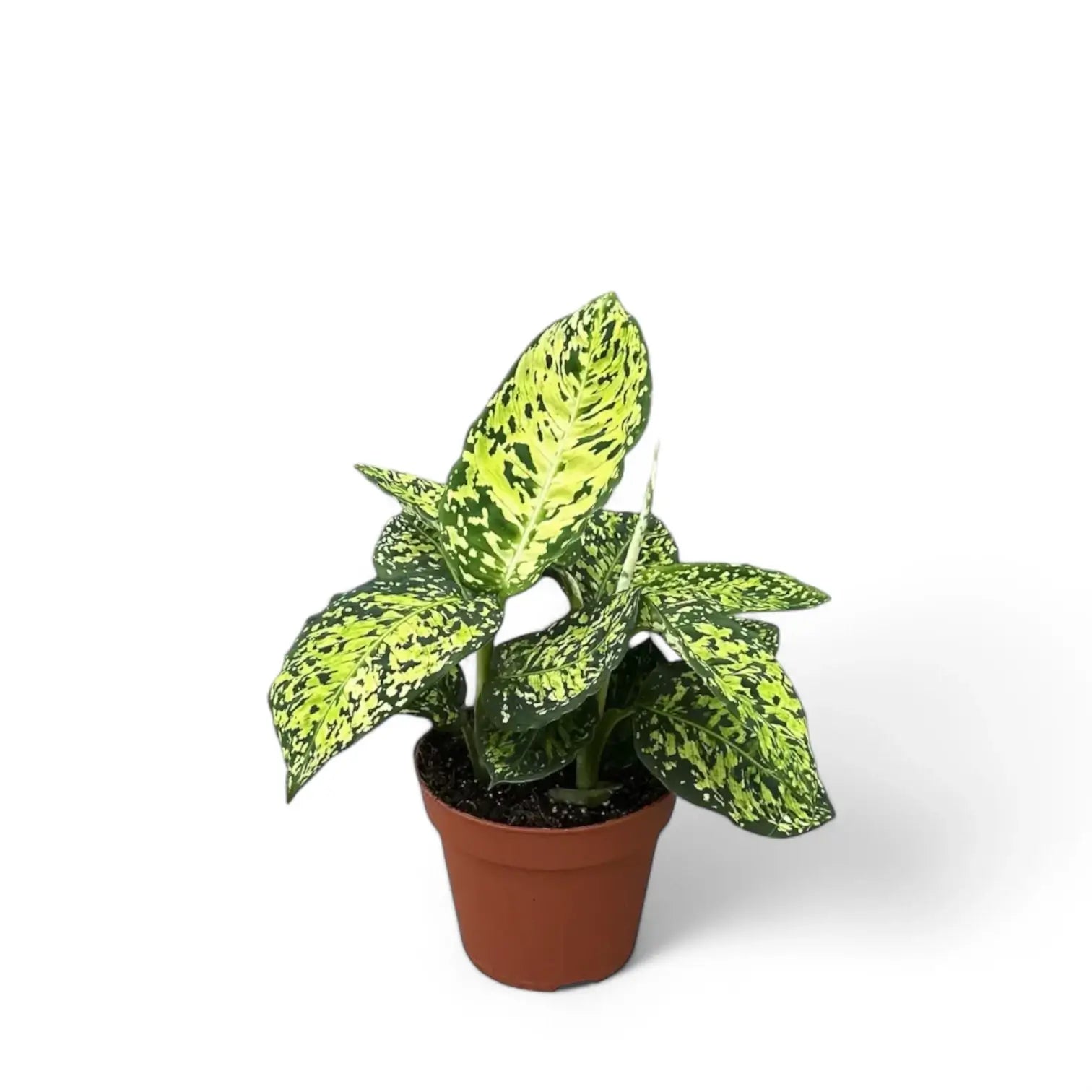 Dieffenbachia seguine 'Reflector' potted houseplant in nursery pot on white background, product photo 4.