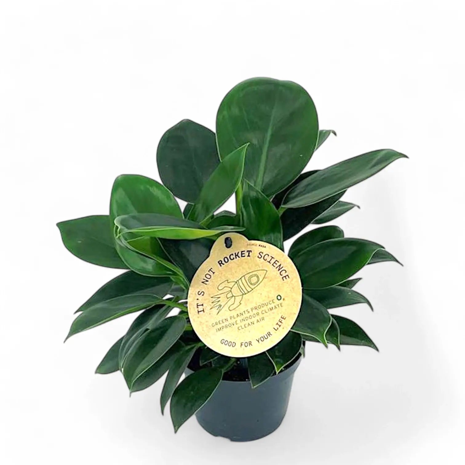 Philodendron 'Green princess' – Zimmerpflanze im Kulturtopf auf weißem Hintergrund, Produktfoto 5.