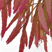 Nahaufnahme von Pseudorhipsalis ramulosa subsp. ramulosa 'Red Coral' vor weißem Hintergrund.