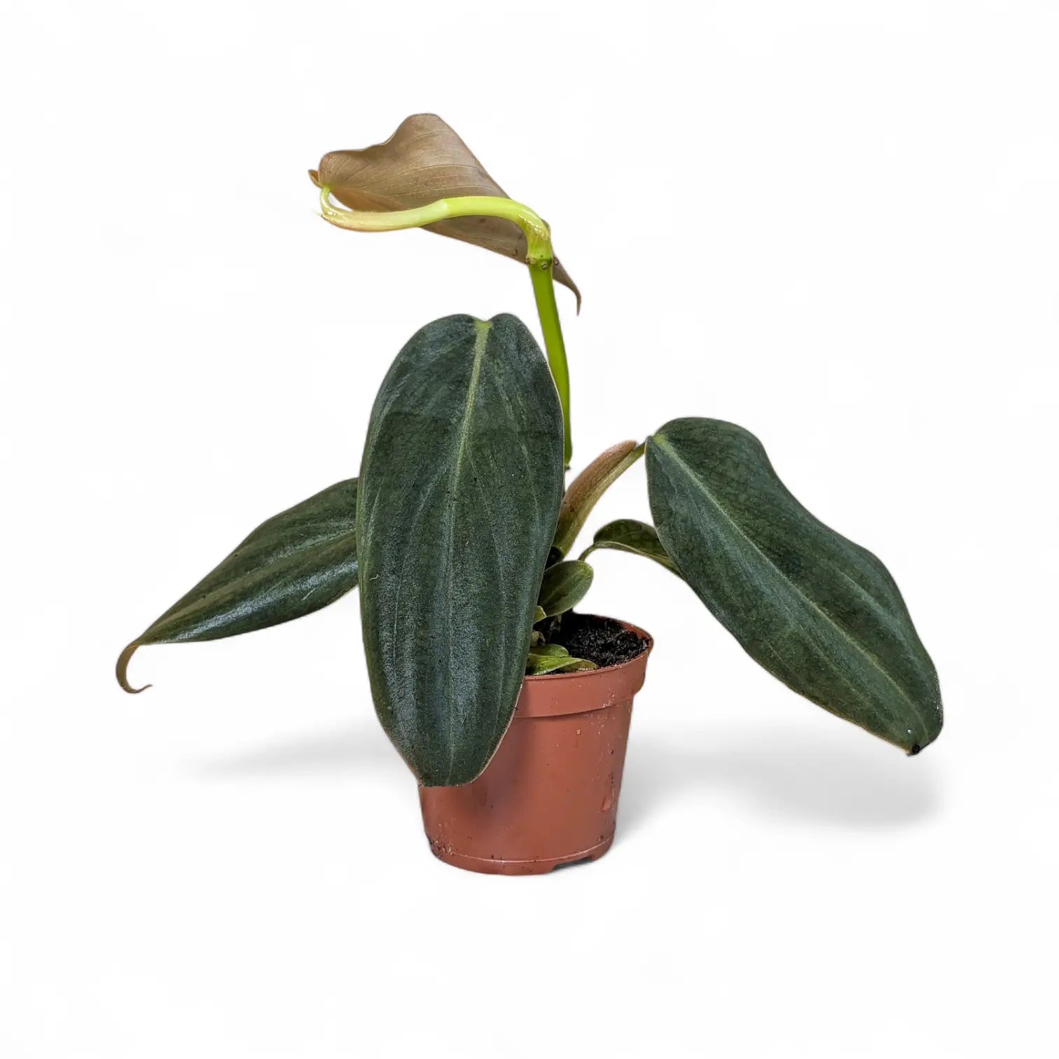 Philodendron gigas potted houseplant in nursery pot on white background, product photo 2.
