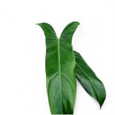 Nahaufnahme eines Blatts von Philodendron mexicanum vor weißem Hintergrund.