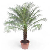 Phoenix roebelenii potted houseplant in nursery pot on white background, product photo 4.