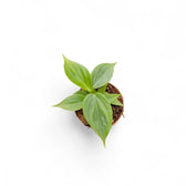 Philodendron 'Majestic' (verrucosum x sodiroi) – Zimmerpflanze im Kulturtopf auf weißem Hintergrund, Produktfoto 6.