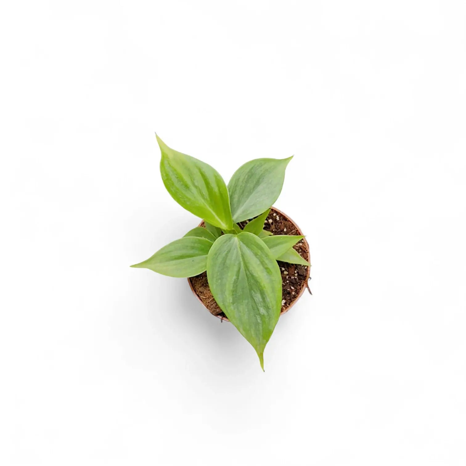 Philodendron 'Majestic' (verrucosum x sodiroi) – Zimmerpflanze im Kulturtopf auf weißem Hintergrund, Produktfoto 6.