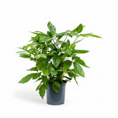 Heptapleurum (Schefflera) actinophyllum 'Amate' potted houseplant in nursery pot on white background, product photo 2.