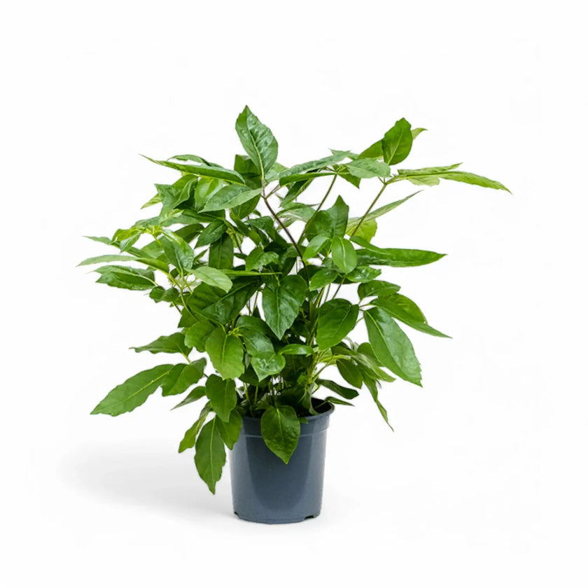 Heptapleurum (Schefflera) actinophyllum 'Amate' potted houseplant in nursery pot on white background, product photo 2.