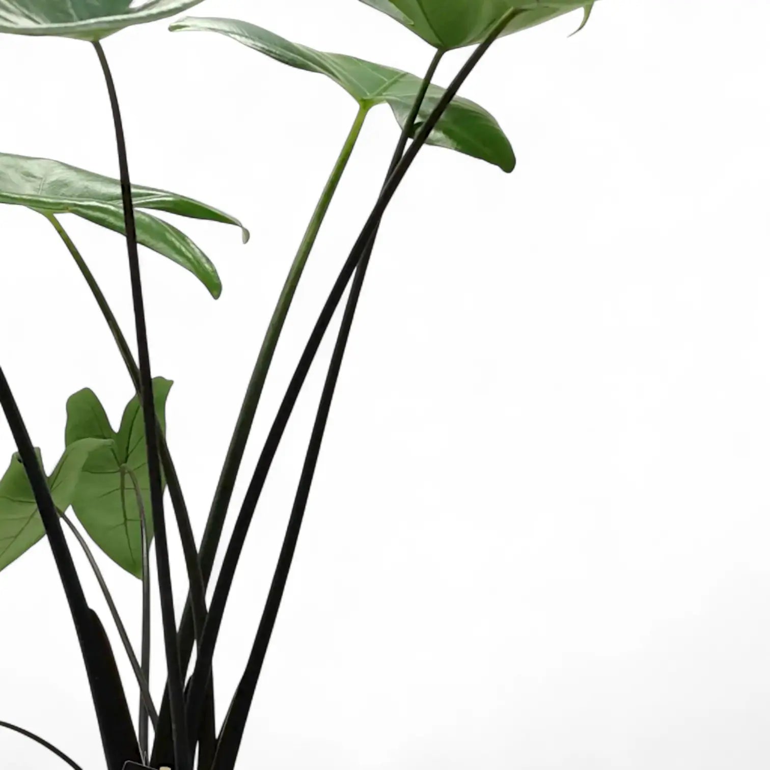 Alocasia zebrina 'Black stem' potted houseplant in nursery pot on white background, product photo 4.
