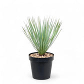 Yucca rostrata potted houseplant in nursery pot on white background, product photo 3.