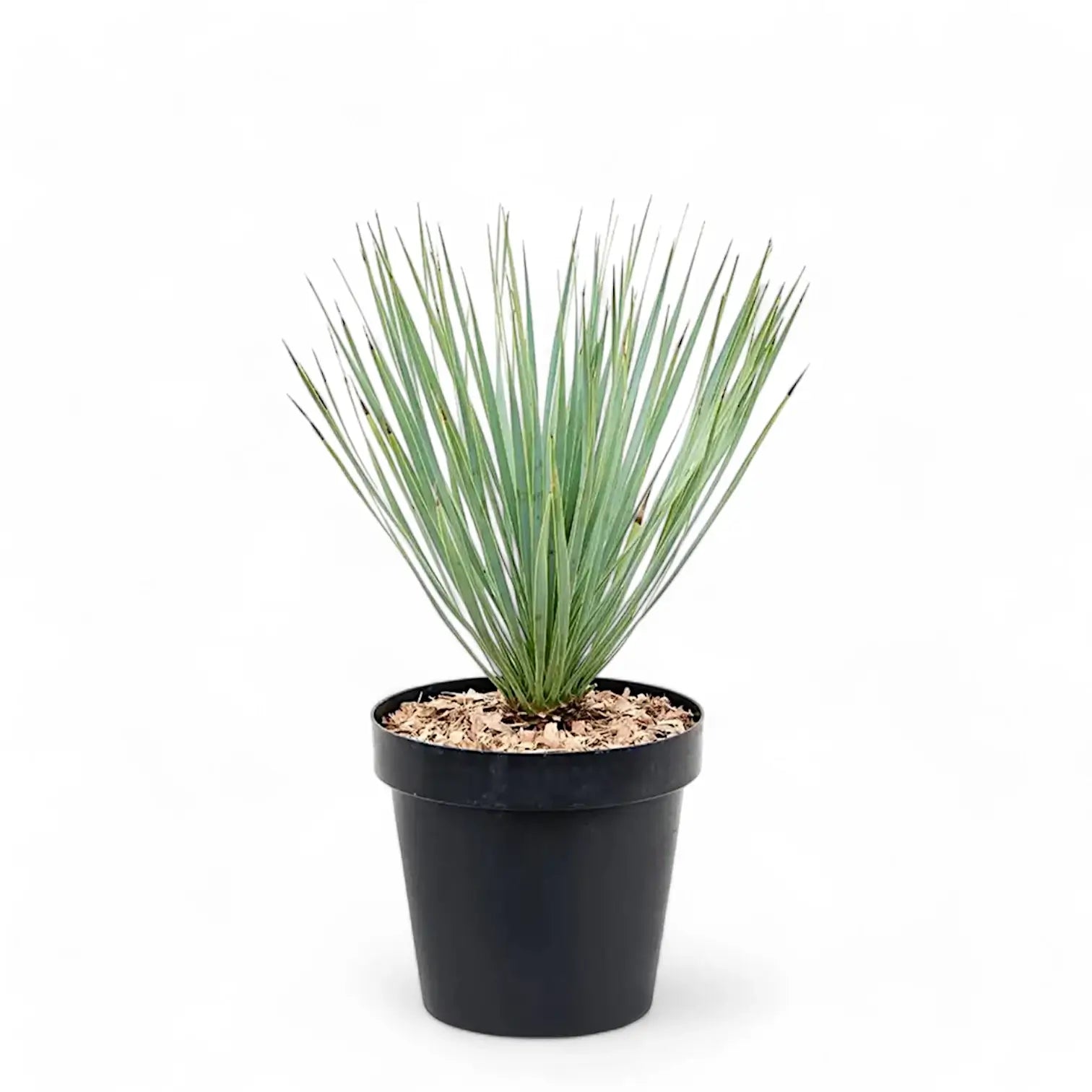 Yucca rostrata potted houseplant in nursery pot on white background, product photo 3.