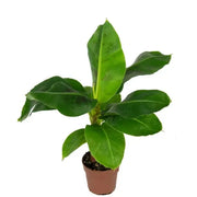 Musa acuminata 'Dwarf Cavendish' potted houseplant in nursery pot on white background, product photo 3.