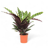 Goeppertia (Calathea) insignis – Topfpflanze im Kulturtopf vor weißem Hintergrund, Produktfoto 8.