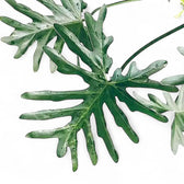 Thaumatophyllum bipinnatifidum potted houseplant in nursery pot on white background, product photo 3.