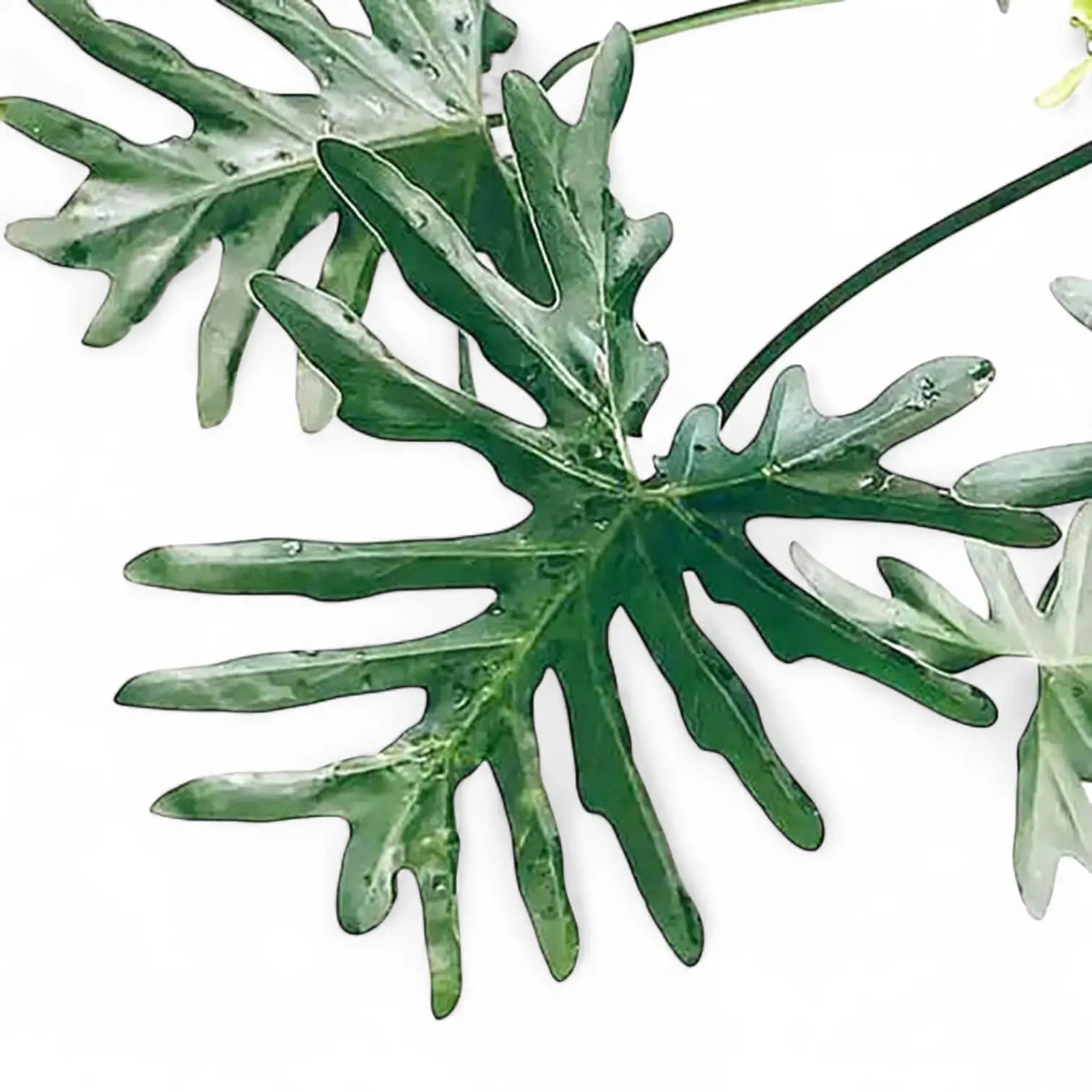 Thaumatophyllum bipinnatifidum potted houseplant in nursery pot on white background, product photo 3.
