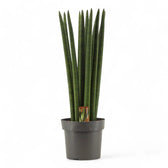 Dracaena angolensis (Sansevieria cylindrica) 'Straight' potted houseplant in nursery pot on white background, product photo 7.