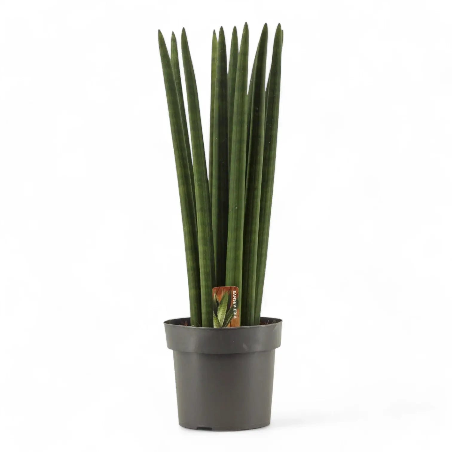 Dracaena angolensis (Sansevieria cylindrica) 'Straight' potted houseplant in nursery pot on white background, product photo 7.