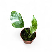 Monstera lechleriana variegata – Zimmerpflanze im Kulturtopf auf weißem Hintergrund, Produktfoto 3.