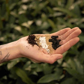 Lithops and Split Rock Soil Mix on white background, product photo 2.