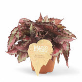 Begonia rex 'Spitfire' – Zimmerpflanze im Kulturtopf auf weißem Hintergrund, Produktfoto 2.