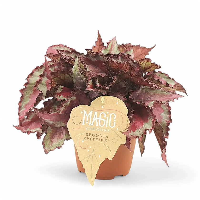 Begonia rex 'Spitfire' potted houseplant in nursery pot on white background, product photo 2.