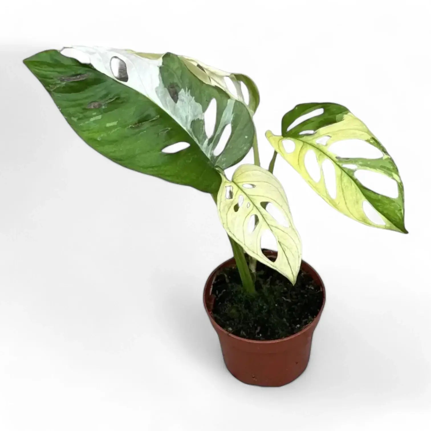 Monstera adansonii variegata – Zimmerpflanze im Kulturtopf auf weißem Hintergrund, Produktfoto 9.