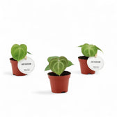 Anthurium clarinervium – Topfpflanze im Kulturtopf vor weißem Hintergrund, Produktfoto 5.