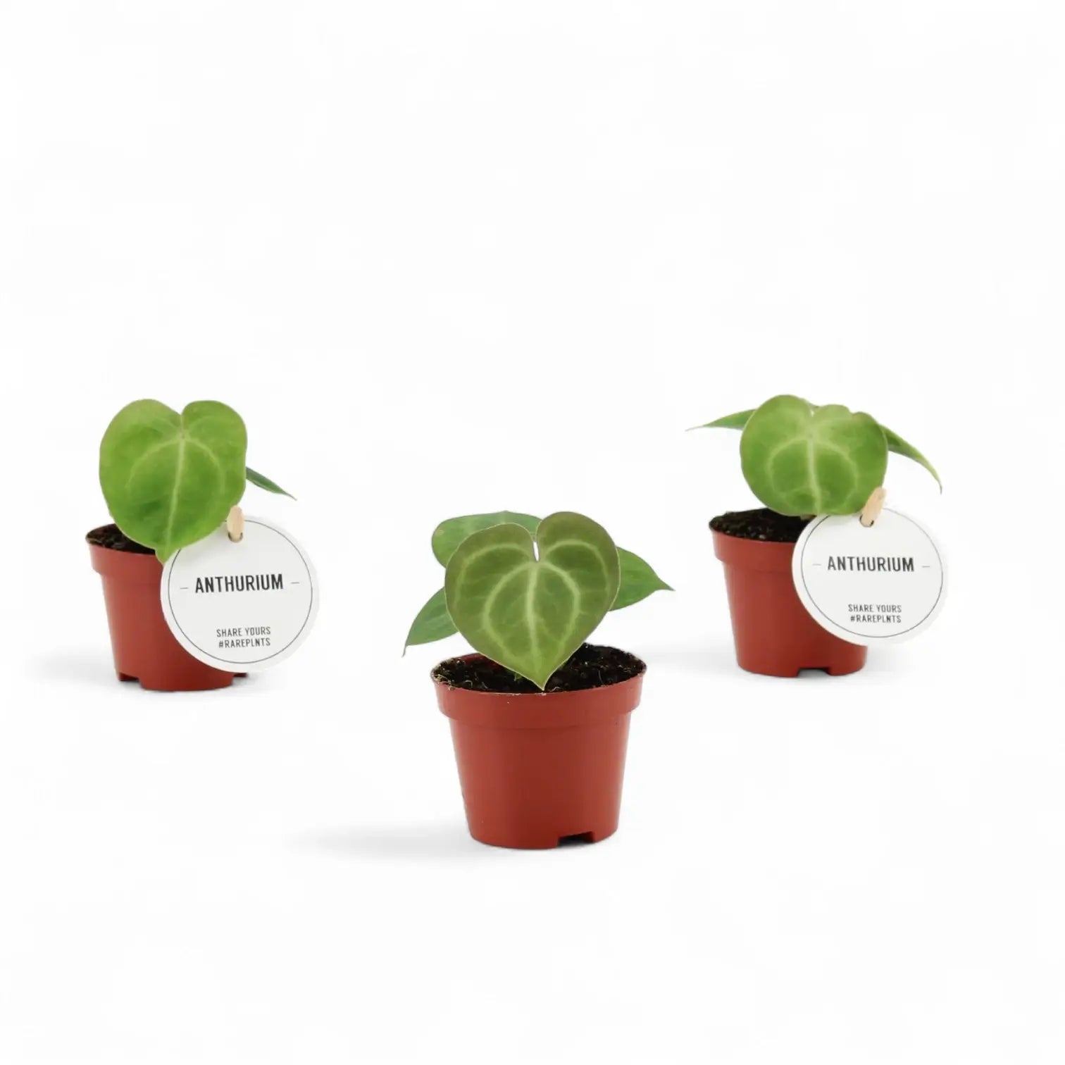 Anthurium clarinervium – Topfpflanze im Kulturtopf vor weißem Hintergrund, Produktfoto 5.