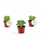 Anthurium clarinervium – Topfpflanze im Kulturtopf vor weißem Hintergrund, Produktfoto 5.